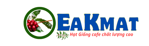 Giống Cafe Chất Lượng Cao EaKmat