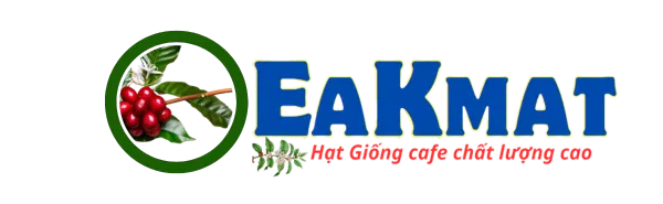 Giống Cafe Chất Lượng Cao EaKmat